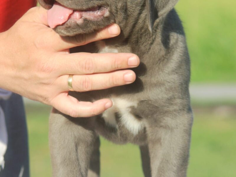Cane Corso štenci