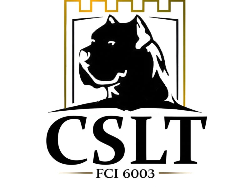 Cane Corso štenci