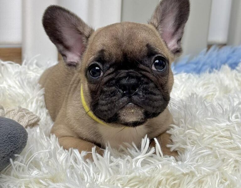 Francuski Buldog štenci