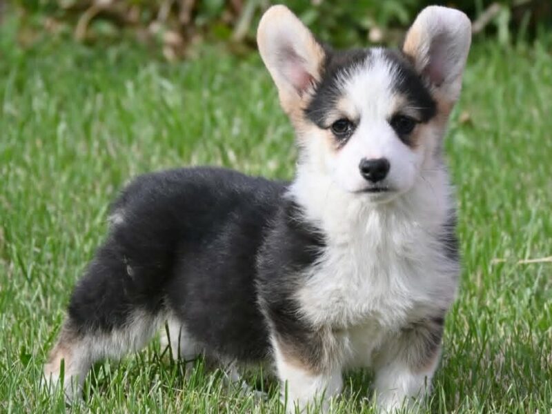 Velški korgi/Welsh Corgi Pembroke