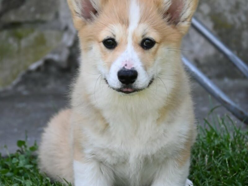 Velški korgi/Welsh Corgi Pembroke