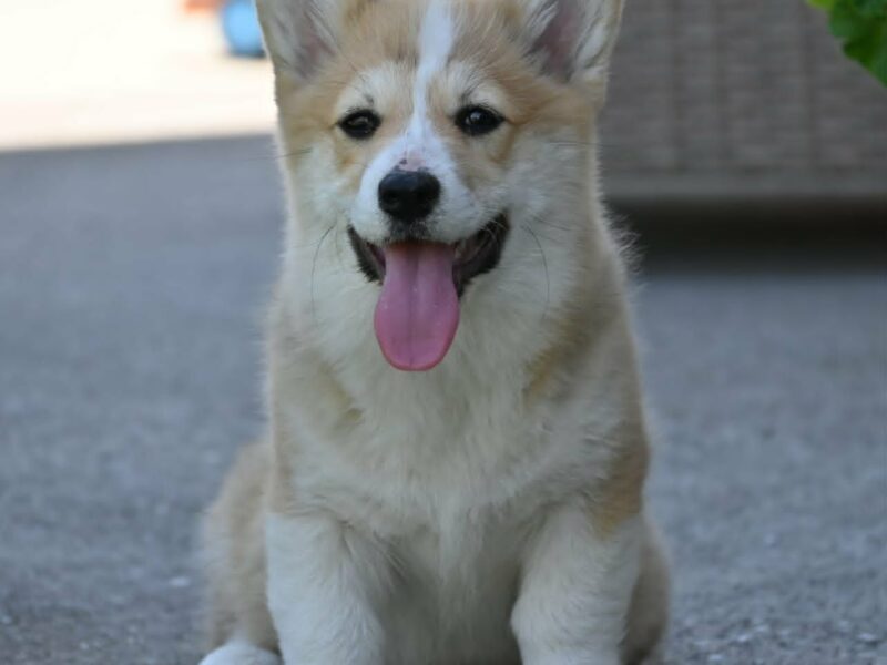 Velški korgi/Welsh Corgi Pembroke