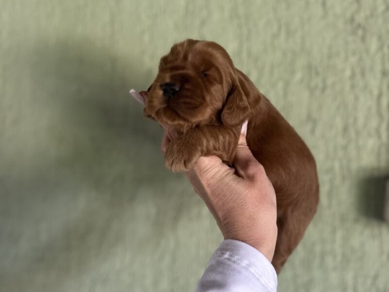 Crveni Cockapoo štenci