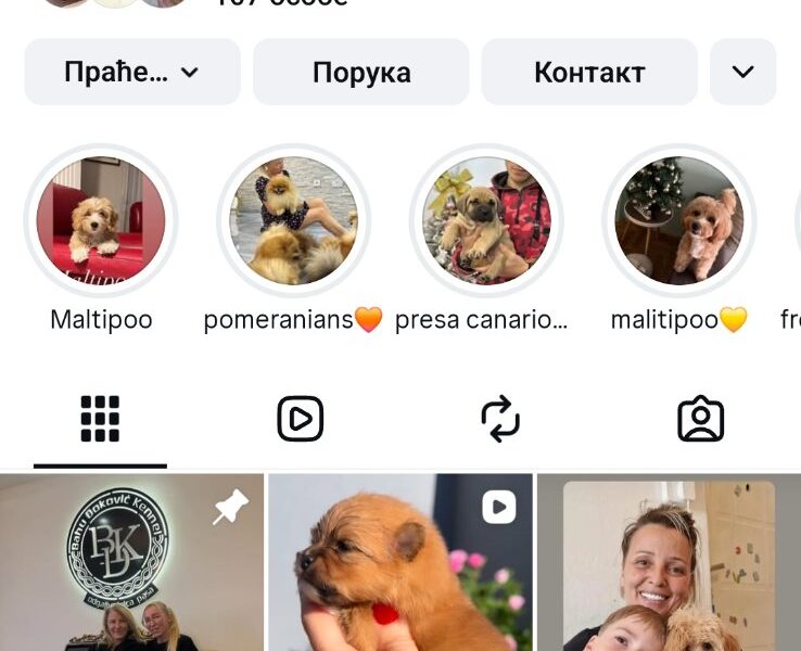 Crveni Cockapoo štenci