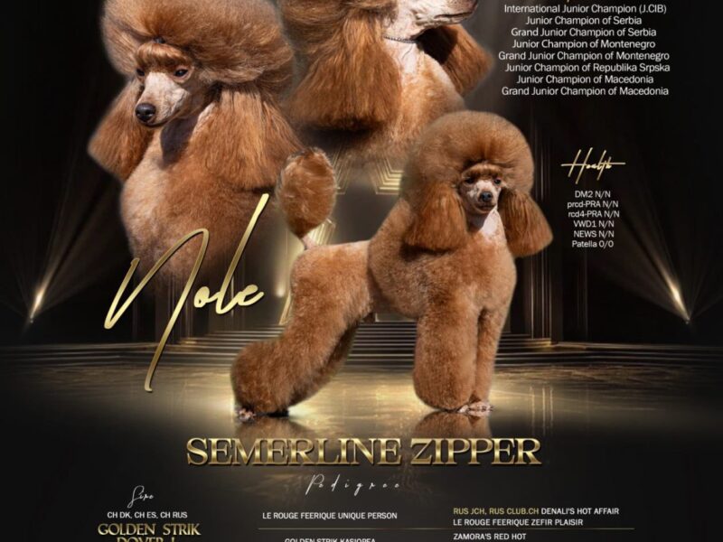 Prelepe Toy Pudle