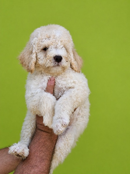 Lagoto Romanjolo (Lagotto Romagnolo)