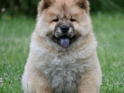 Chow Chow Cau Cau Čau Čau