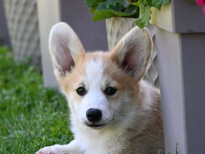 Velški korgi/Welsh Corgi Pembroke