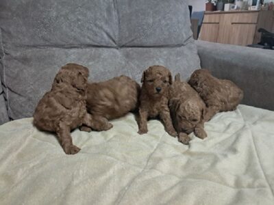 Crvena toj pudla ( Toy Poodle )