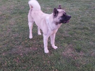 Američka akita, parenje