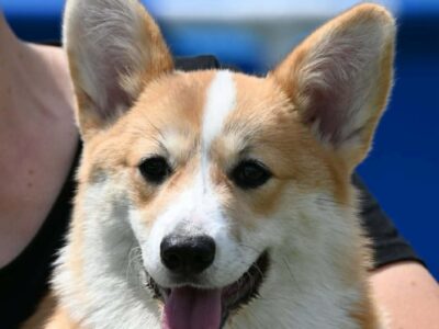Velški korgi/Welsh Corgi Pembroke