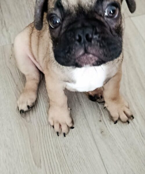 Francuski buldog