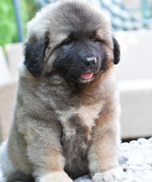Kavkaski ovčar