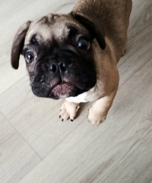 Francuski buldog