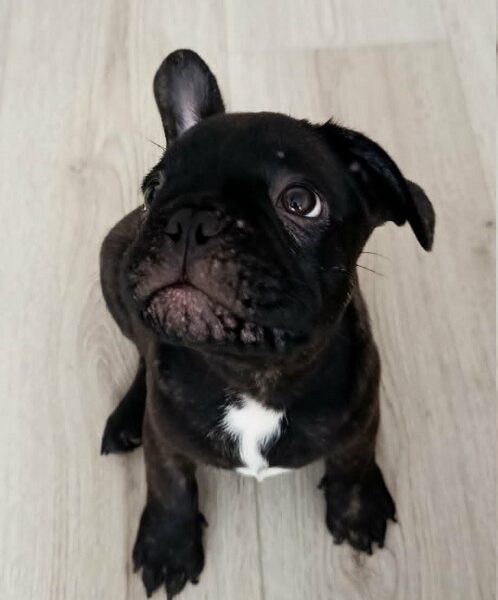 Francuski buldog