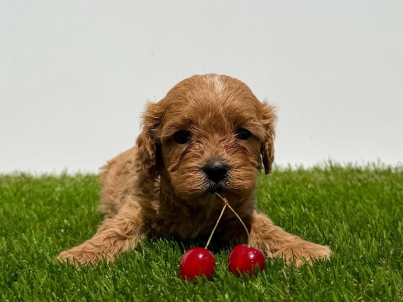 Cavapoo-Kavapu (cavalier king charles spaniel + pudla)