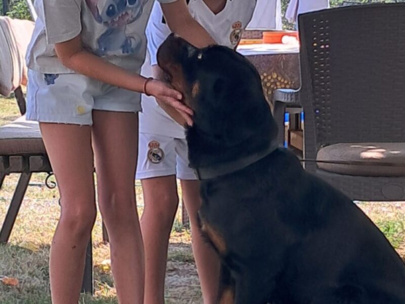 Rotvajler, muška štenad