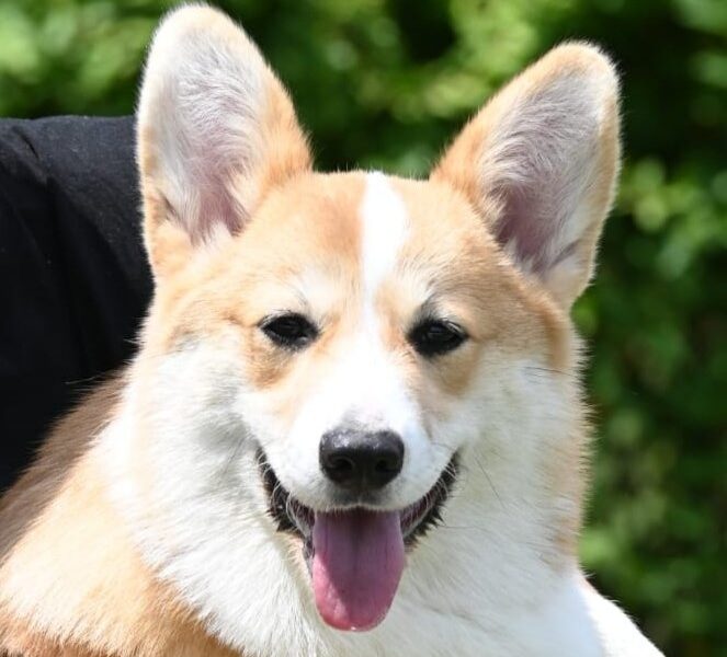 Velški korgi/Welsh Corgi Pembroke