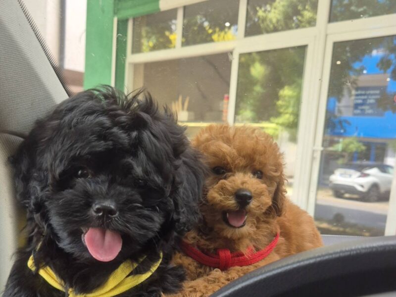 Pudle i maltipoo, prelepi štenci