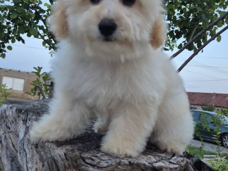 Pudle i maltipoo, prelepi štenci