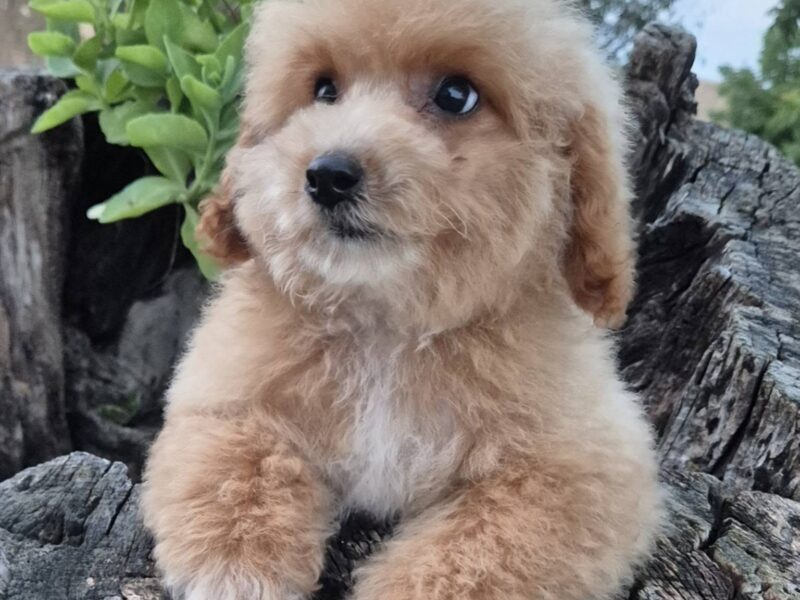 Pudle i maltipoo, prelepi štenci