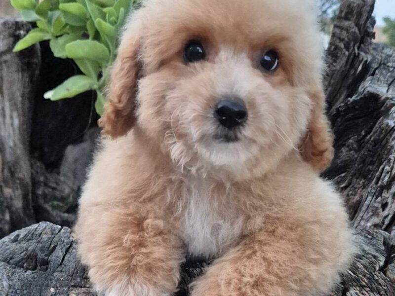 Pudle i maltipoo, prelepi štenci
