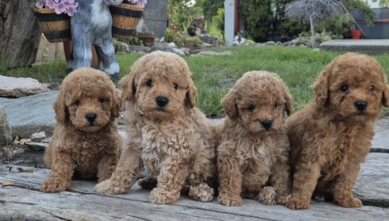 Pudle i maltipoo, prelepi štenci
