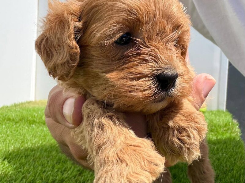 Cavapoo-Kavapu (cavalier king charles spaniel + pudla)