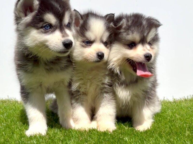 Pomsky-pomski (pomeranac + haski)