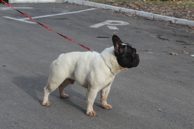 Francuski Buldog štenci