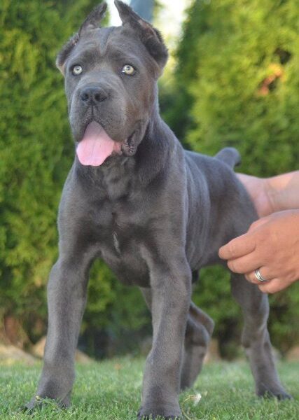 Cane Corso, vrhunski štenci