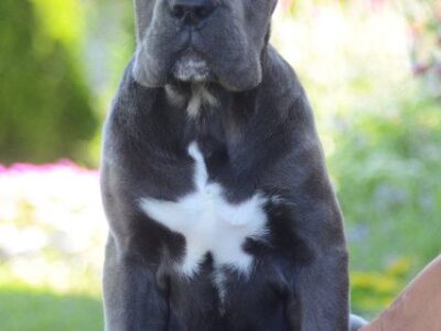 Cane Corso, vrhunski štenci
