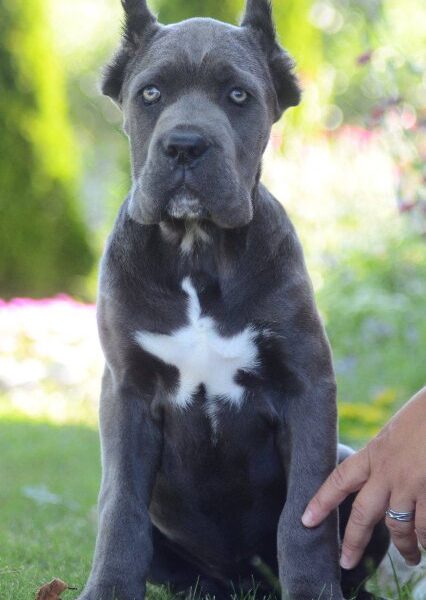 Cane Corso, vrhunski štenci