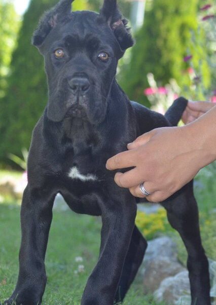 Cane Corso, vrhunski štenci