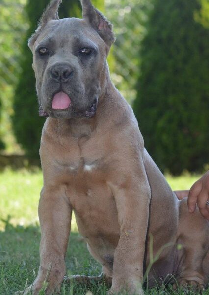 Cane Corso, vrhunski štenci