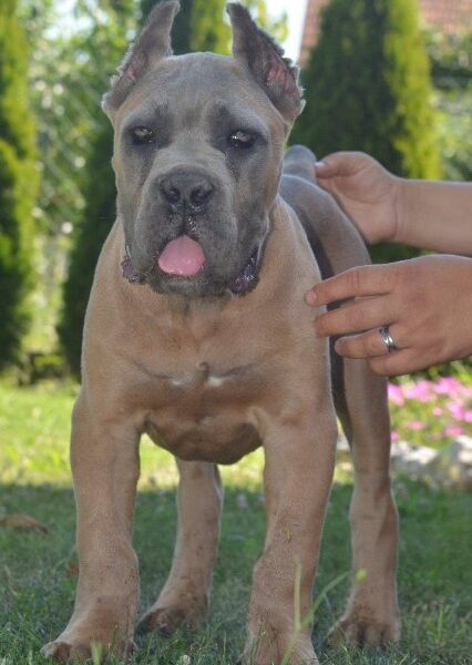 Cane Corso, vrhunski štenci