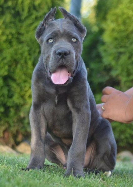 Cane Corso, vrhunski štenci