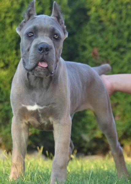 Cane Corso, vrhunski štenci