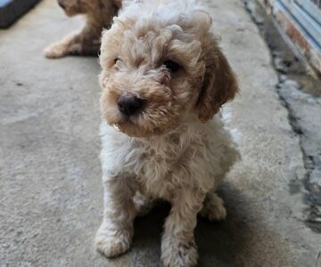 Lagotto Romagnolo, kvalitetni štenci