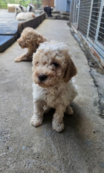Lagotto Romagnolo, kvalitetni štenci