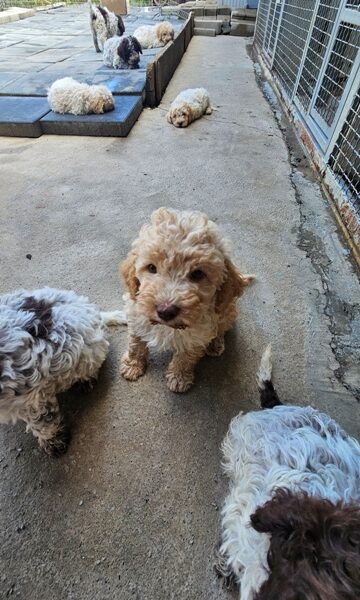 Lagotto Romagnolo, kvalitetni štenci
