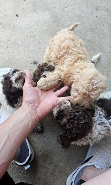 Lagotto Romagnolo, kvalitetni štenci