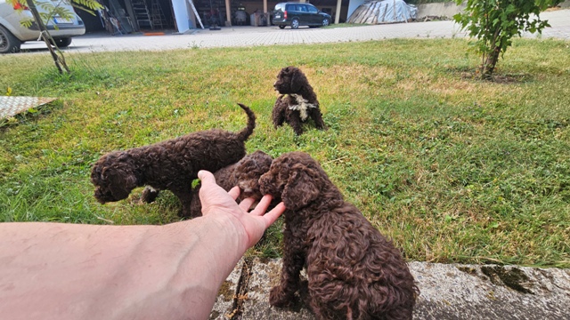Lagotto Romagnolo, kvalitetni štenci