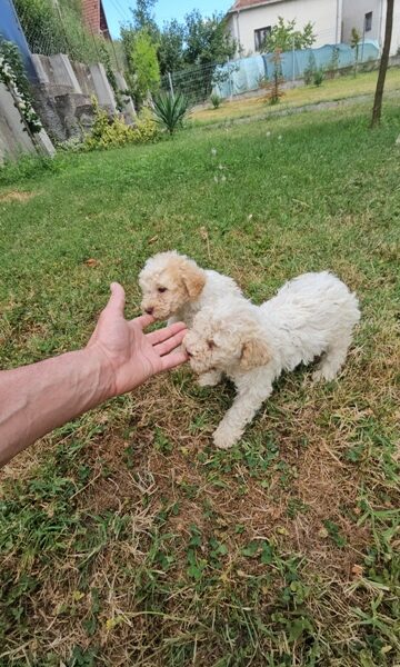 Lagotto Romagnolo, kvalitetni štenci