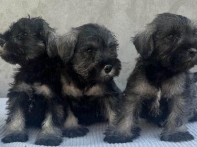 Patuljasti Šnaucer Miniature Schnauzer