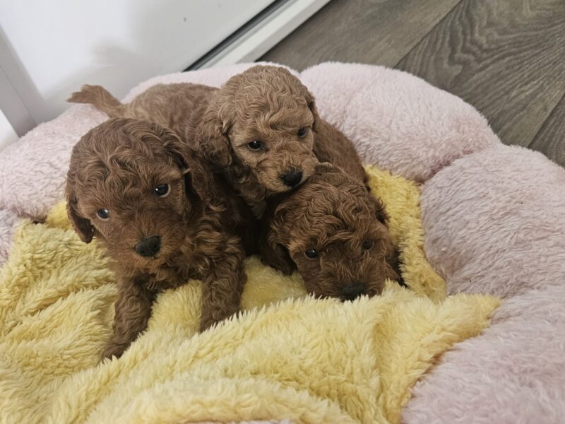 Aprikot mini i Crvena toy pudla štenci