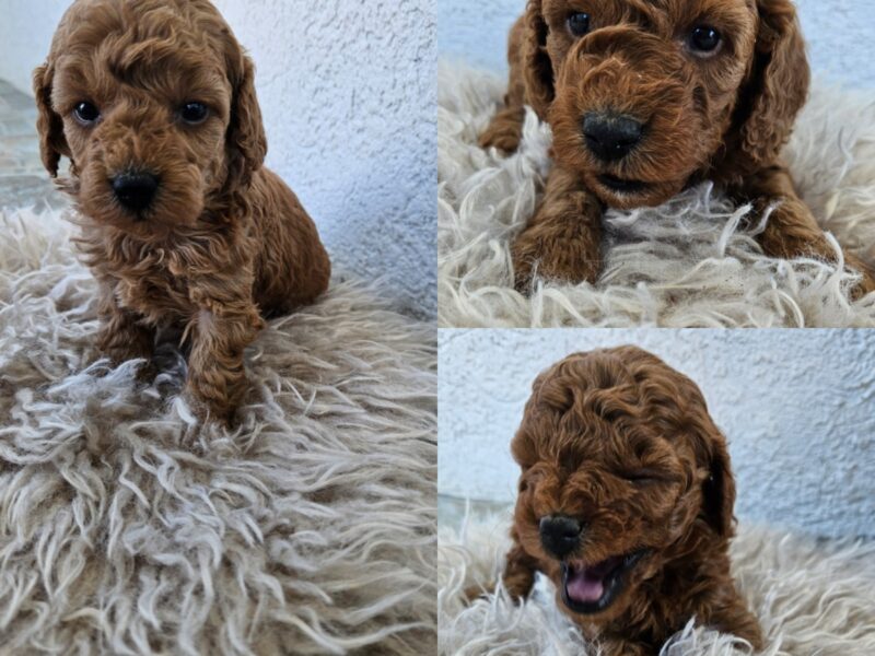 Aprikot mini i Crvena toy pudla štenci