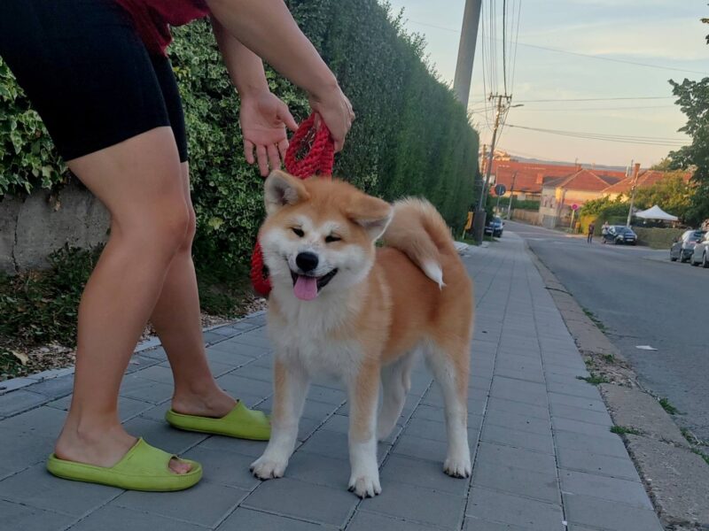 Akita Inu prelepi štenci