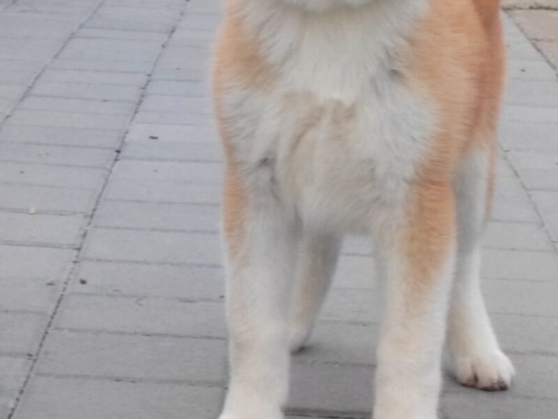 Akita Inu prelepi štenci