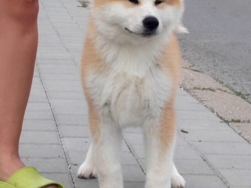 Akita Inu prelepi štenci